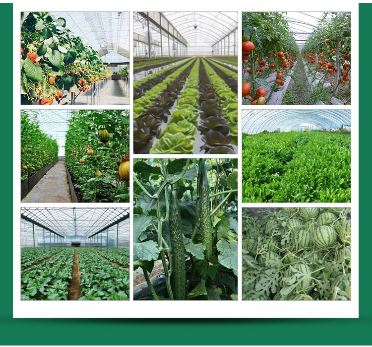 Hydroponic Greenhouse System for High Strength Solar Greenhouse and Vegetable Flower