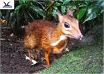 Playground Lifelike Simulated Animatronic Animal With Fur / Simulated Roar /