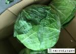 No Pesticide Fresh Flat Head Cabbage , Nutrition Mini Drumhead Cabbage