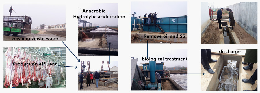 Customized 11kw Mobile Poultry Slaughterhouse Equipment for Chicken and Cow Processing