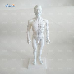 Quality Medical Model Acupuncture Human Body Model for Teaching Mode wholesale