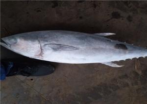 Quality BQF Freezing 6kg Whole Round Frozen Yellowfin Tuna wholesale