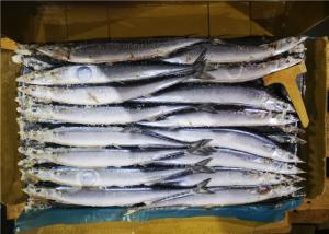 Quality 60g 70g Bulk #1 High Protein Frozen Pacific Saury wholesale
