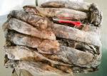 Whole Round Frozen Giant Squid