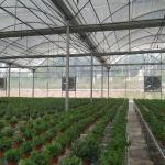 Plastic Dome Multi Span Greenhouse Stable Performance Commercial Long Lifespan