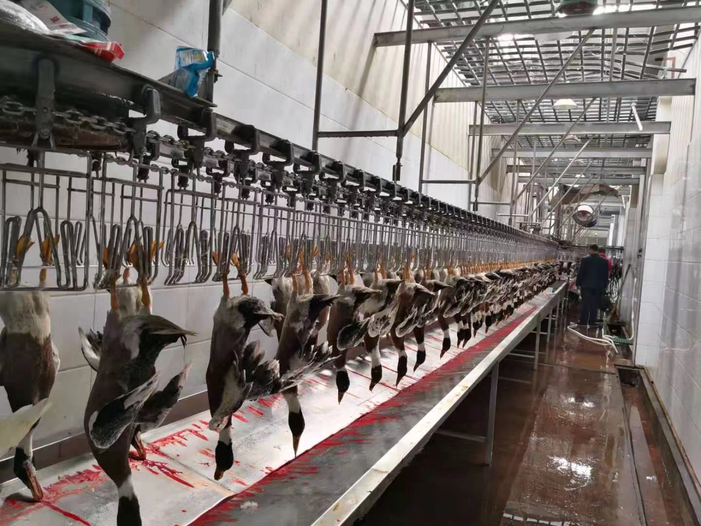 Customized Design Nanjing Changxun Chicken Abattoir Production Line Slaughter House Equipment