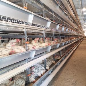 Quality 30000 Chicken Egg Layer Cages wholesale