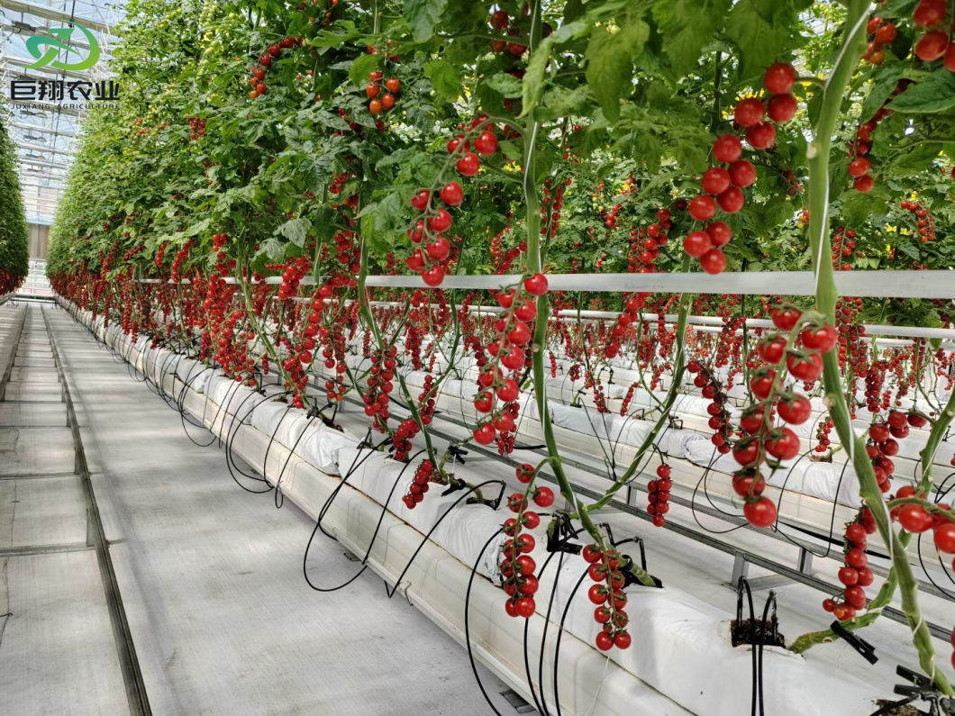 Cost Effective Multi Span Poly Film Greenhouse with Roof Ventilation System