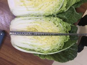 Quality Good Teste Fresh Chinese Cabbage Packed With Vitamin C Vitamin K wholesale