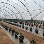 Cherry/Grape/blueberry planting shed plastic greenhouse planting high tunnel
