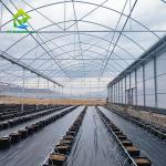 Multi Span Agricultural Plastic Film Tropical Greenhouse For Tomato
