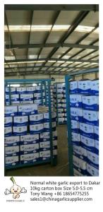 Quality Garlic to Senegal,Purple garlic. wholesale