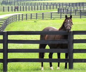 Quality 6ft Fiberglass Horse Fence Fiberglass Reinforced Plastic Livestock Fencing wholesale
