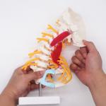 Spine Cervical Vertebra Full Size Medical Skeleton Nerves Posterior Occipital