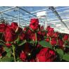 Buy cheap High Output PC Sheet Greenhouse Nine Systems Combined For Flower Growing from wholesalers