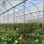 Steel Pipe Structure Gothic Roof Greenhouse Agricultural High Performance