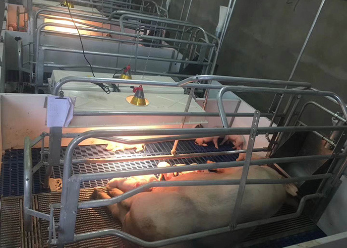 Automatic Swine Hog Gestation Crates Floor Standing HI HOPE