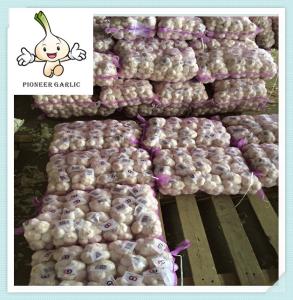 Quality Wholesale Fresh Garlic (5.5CM Up 10Kg Carton Packing) wholesale