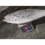 Sea Frozen Whole Round BQF Size 5kg 10kg Yellowfin Fresh Frozen Tuna Purse Seine