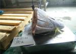 Under 18 Degree Sea Fresh Yellow Fin Tuna Fish Head