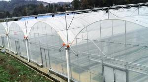 Quality Hanging System Tomato Plant Greenhouse Cover Material Plastic Film 0.12 / 0.15 / 0.20mm wholesale