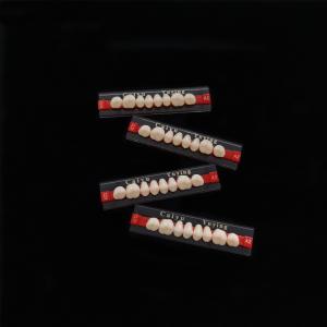 Quality Acrylic Resin Teeth Posteriors Upper (8x1)x12 High Wear Resistance Composite Dentadura CE ISO Manufacturer wholesale