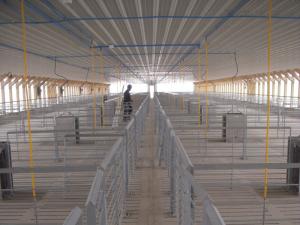 Quality Galvanized Pig Farm Equipment Pig Farrowing Pen Gray Color Alkali Resistance wholesale