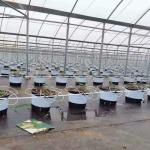 Good Quality Poly Tunnel Green House Low Cost Hot Sale Polytunnel Berry