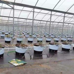 Quality Good Quality Poly Tunnel Green House Low Cost Hot Sale Polytunnel Berry Greenhouse wholesale