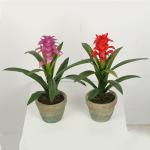 Multicolour Guzmania Flexible Glue Artificial Bonsai Tree 44 CM 56 CM