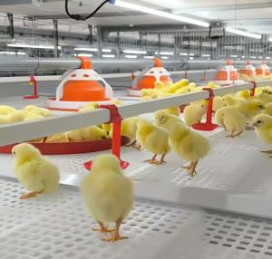 Quality Poultry Farm House Broiler Chicken Cage H Type A Type Corrosion Resistant wholesale