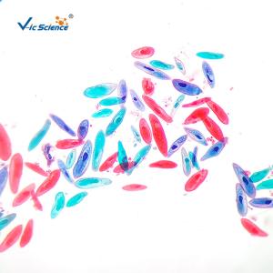 Quality Biology Division Medical Student 13pcs Square Microscope Slides wholesale