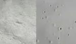 Common Issues in Waterproof Coating Application