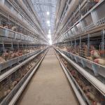 Battery Cages For Laying Hens In This Poultry Farmhouse Are Hot-dip Galvanized