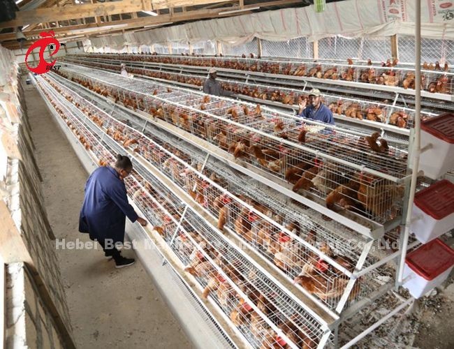 3 Tier Or 4 Tier Poultry Battery Cage System For Layers Iris