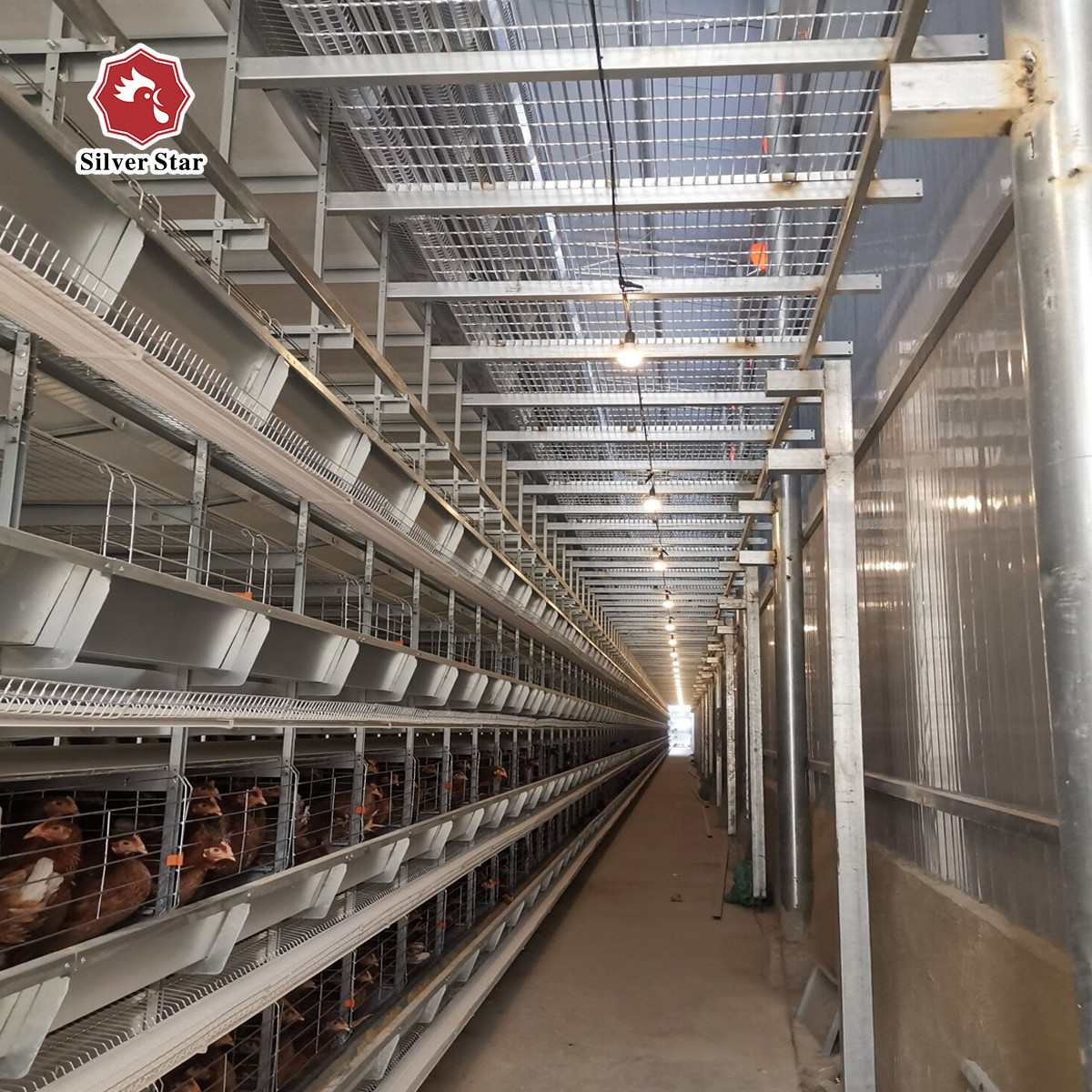 H Type Big Size Automatic Egg Layer Chicken Cage Hot Dip Galvanized Material
