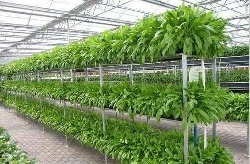 Large Size Commercial Hydroponic Greenhouse With Thickness 0.12-0.2mm Film Covered