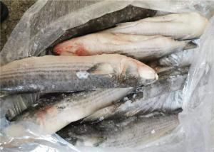 Quality Mugil Cephalus Cephalus 1400g Healthy Frozen Grey Mullet wholesale