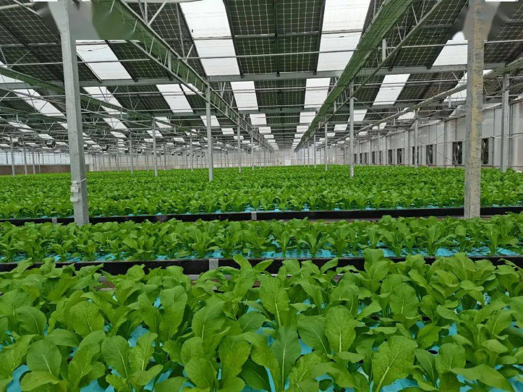 Heat Storage Device Heat Preservation Photovoltaic Greenhouses