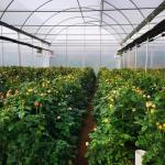 3m-6m Tropical Sawtooth Greenhouse Gutter Connected Steel Framework For