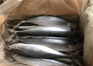 Quality BQF Scomber Japonicus 500g 700g Freezing Spanish Mackerel wholesale