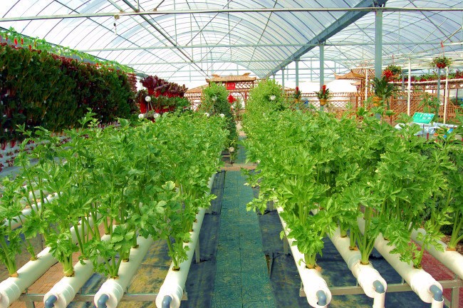 Used Container Tomato Greenhouse PE Material Optional Ventilation System