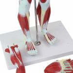 3D Skeletal Viscera Muscle Skeleton Model Customized