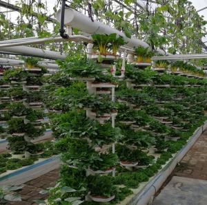 Quality Po/PE Film Hydroponic Greenhouse For Vegetables Double Layer wholesale