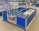 Steel Piggery House Onsite Installation Chicken Shed Construction
