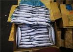 High Protein Frozen Pacific Saury