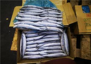 Quality High Protein Frozen Pacific Saury wholesale