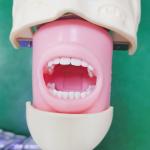 Professional Dental Students Simulator Training Model Medical Science Dental