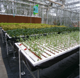 Steel Frame Smart Hydroponic Greenhouse For Tomato Strawberry Planting