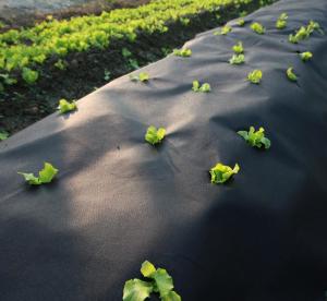 Quality Landscape Fabric Under Mulch 60Gsm Weed Barrier Fabric wholesale
